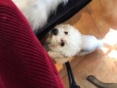 -more than meow吴止猫主题餐厅(承德 中船汇店)