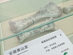 -安徽省地质博物馆