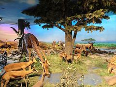 -国家自然博物馆