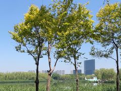 -大兴滨河森林公园