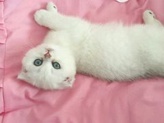 -喵zoo家庭繁育猫舍(尖东智能花园店)