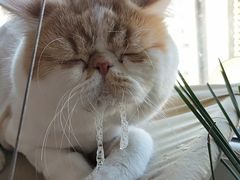 -宠爱国际动物医院· 猫科· 外科·中兽医(长白店)