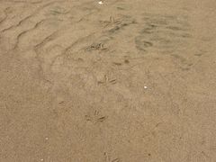 -日照海滨国家森林公园