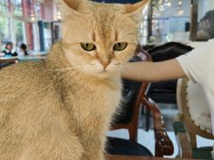 -猫小院猫主题餐厅(南锣旗舰店)