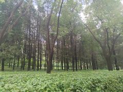 -元大都城垣遗址公园