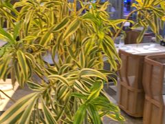 -渔语鱼酸菜鱼新川菜(来福士店)