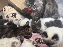 -楼上猫咖(罗湖店)