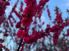 -洋湖国家湿地公园