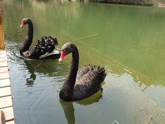 -千岛湖东南湖区
