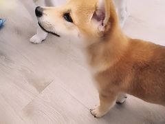 -浣熊柯尔鸭土拨鼠·电玩咖