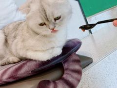 -飞行喵MR PILOT|猫舍·猫咖(静安大融城店)