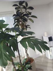 -HEYAN荷妍专业脱毛连锁机构