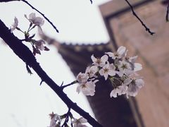 -武汉大学-樱园