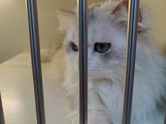 -十月米努特矮脚猫舍