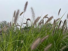 -东郊湿地公园
