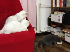 -多卡布奇宠物生活馆(上林世家店)