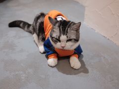 -猫友咖啡店(玉林西路店)