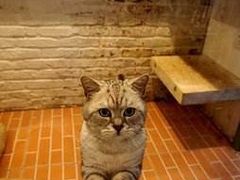 -猫咪博物馆(顶澳仔猫街店)