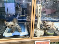 -FAELING PETS美天灵宠物(富力广场店)