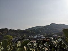 -龙井村