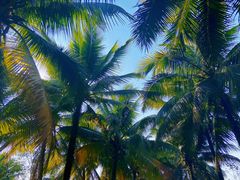 -西双版纳傣族园