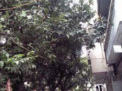 -小洲村