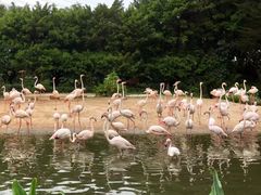 -广州长隆飞鸟乐园
