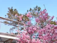 -狐尾山公园