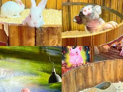 -正佳雨林生态植物园
