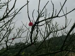 -南国桃园旅游度假区