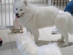 -怪兽屋·羊驼·猫咖·狗咖(俊华广场店)