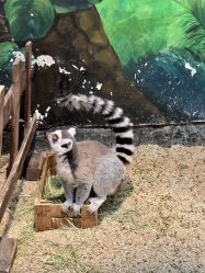 -Zoolung Zoolung动物主题公园(海信广场店)