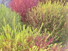 -春花秋色城市公园