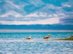 -青海湖国家重点风景名胜区