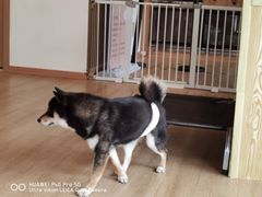 -南京Hallo宠物乐园·哈罗犬舍·柴犬繁育基地