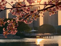 -新江湾城公园