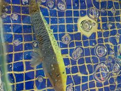 -欢乐海岸美食联盟