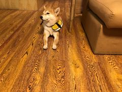 -柴务处·柴犬主题狗咖