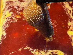 蜀九鼎毛肚-蜀九鼎毛肚火锅(建瓯店)