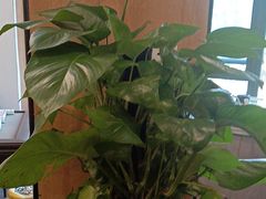 -有红鸡毛店·川菜(建设路店)