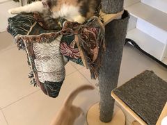 -平行世界·猫咖(首经贸店)