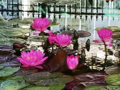 -国家植物园南园