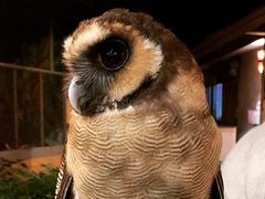 -清迈夜间动物园