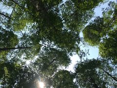 -黄海国家森林公园