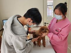 -爱妮康宠物医院·干细胞免疫细胞·肿瘤·心脏(张江店)