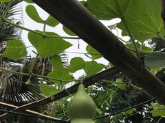 -小洲村
