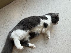 -飞行喵MR PILOT|猫舍·猫咖(静安大融城店)