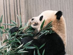 -卧龙中华大熊猫苑神树坪基地