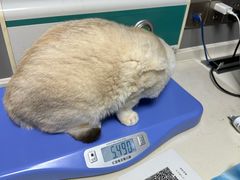 -关爱宠物医院·猫科中心·消化科(滨湖万达分院)