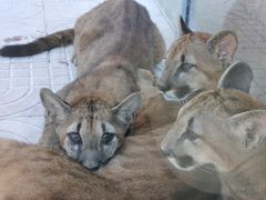 -西霞口神雕山野生动物世界